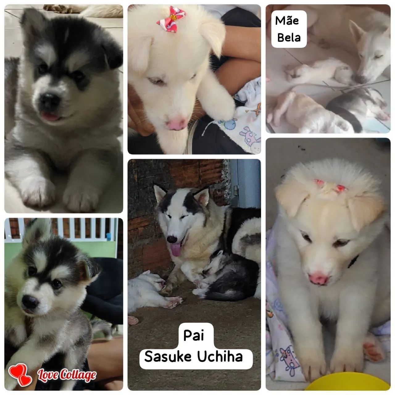 Husky Siberianos (Leia o anúncio) poucos filhotes disponíveis - Foto 4