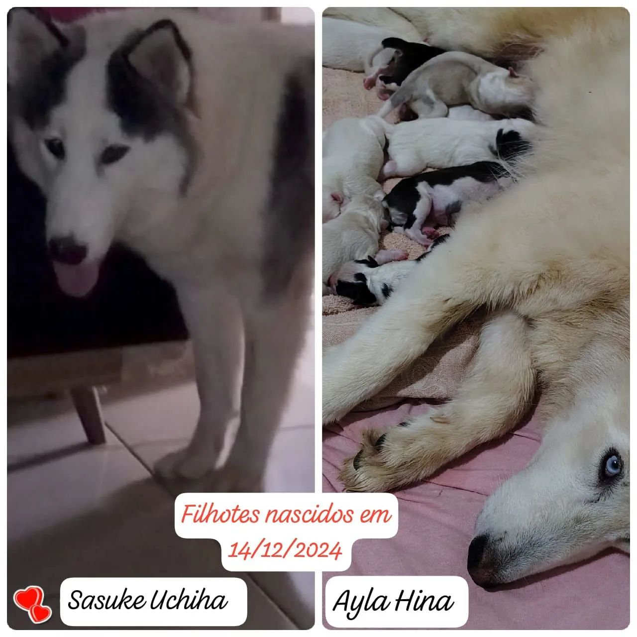 Husky Siberianos (Leia o anúncio) poucos filhotes disponíveis - Foto 5