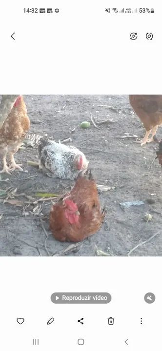 Galos caipirão,galinhas e pintinhos - Foto 4