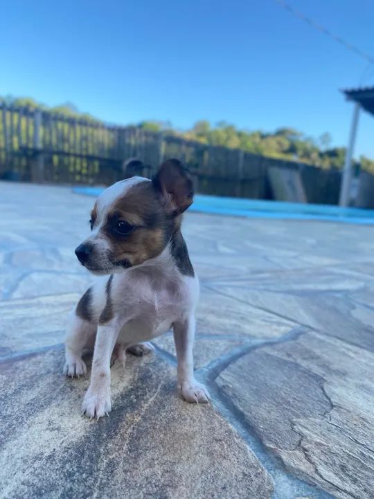 Filhote de pinscher- Fofo e Brincalhão - Foto 3