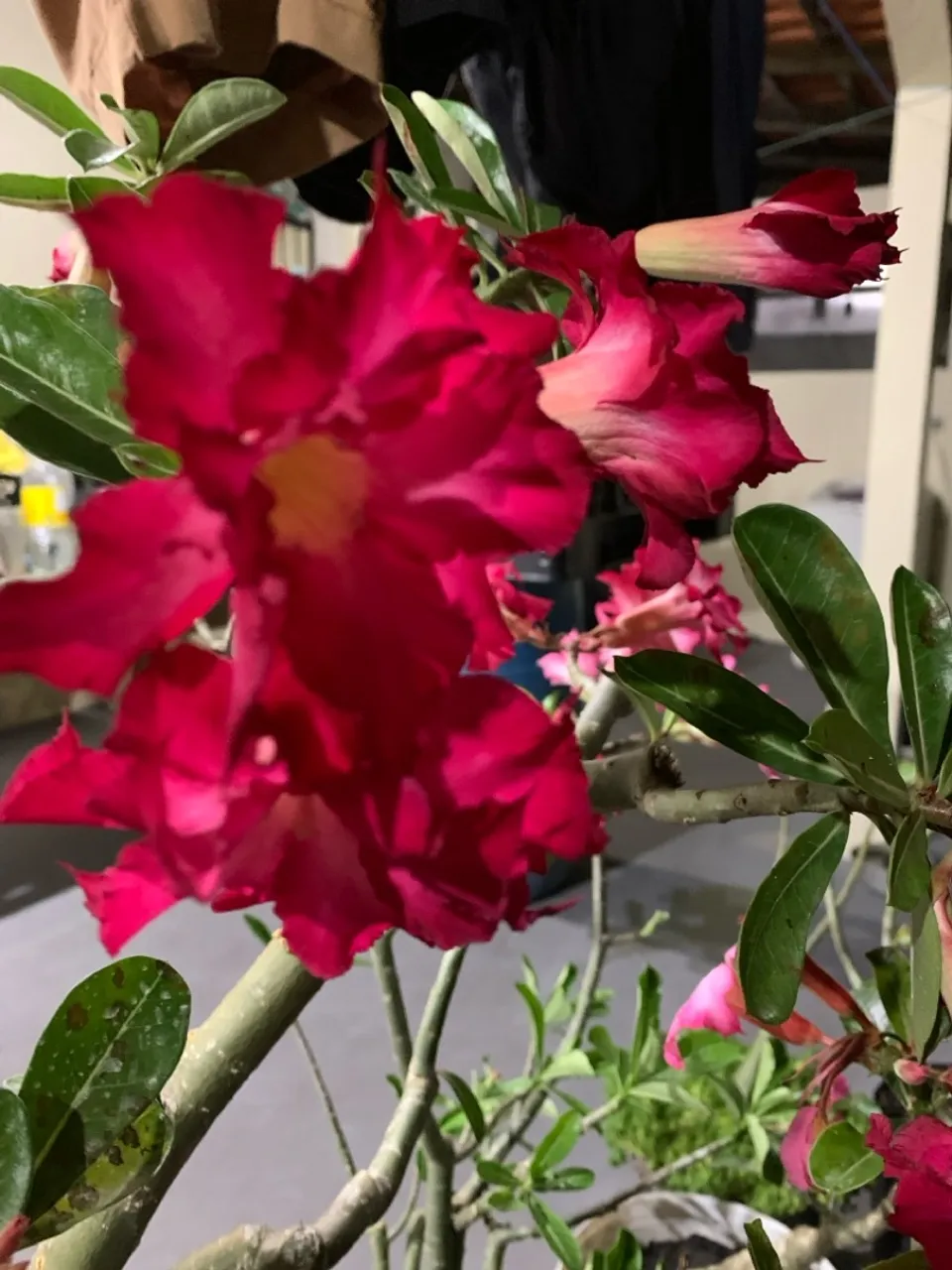 Rosas do deserto Planta de Adenium obesum