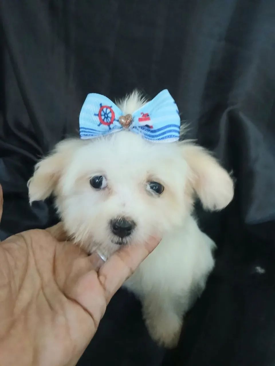 Maltês fêmea micro linda - Foto 3