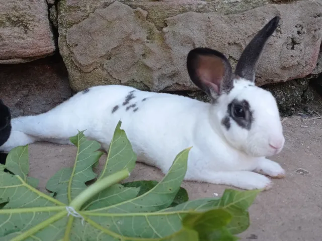 Coelho Mini Rex Macho 10 meses