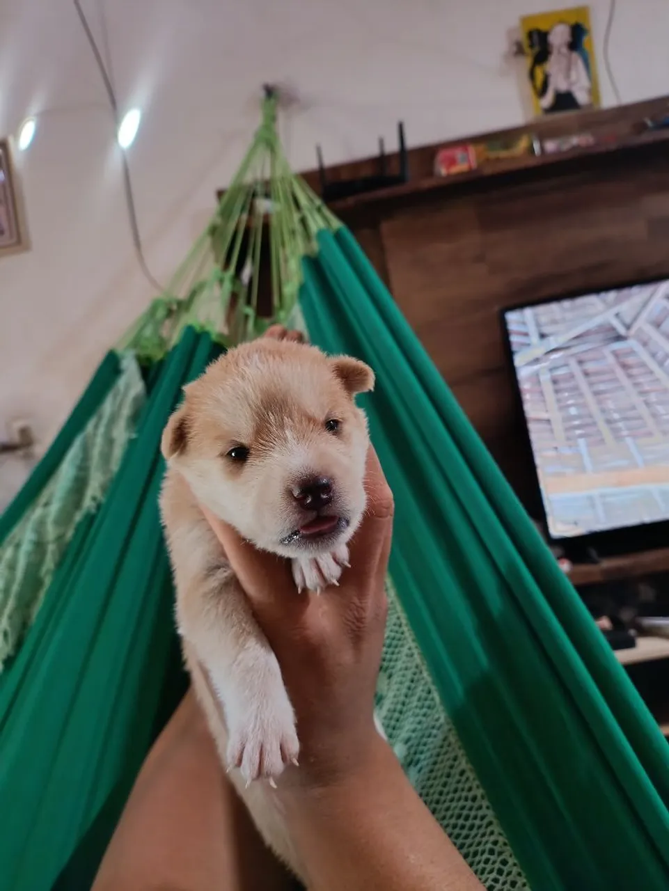 Husky Siberiano misturado com vira lata