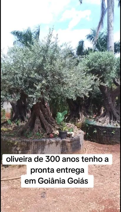 Mudas da Oliveira centenárias  a pronta entrega 