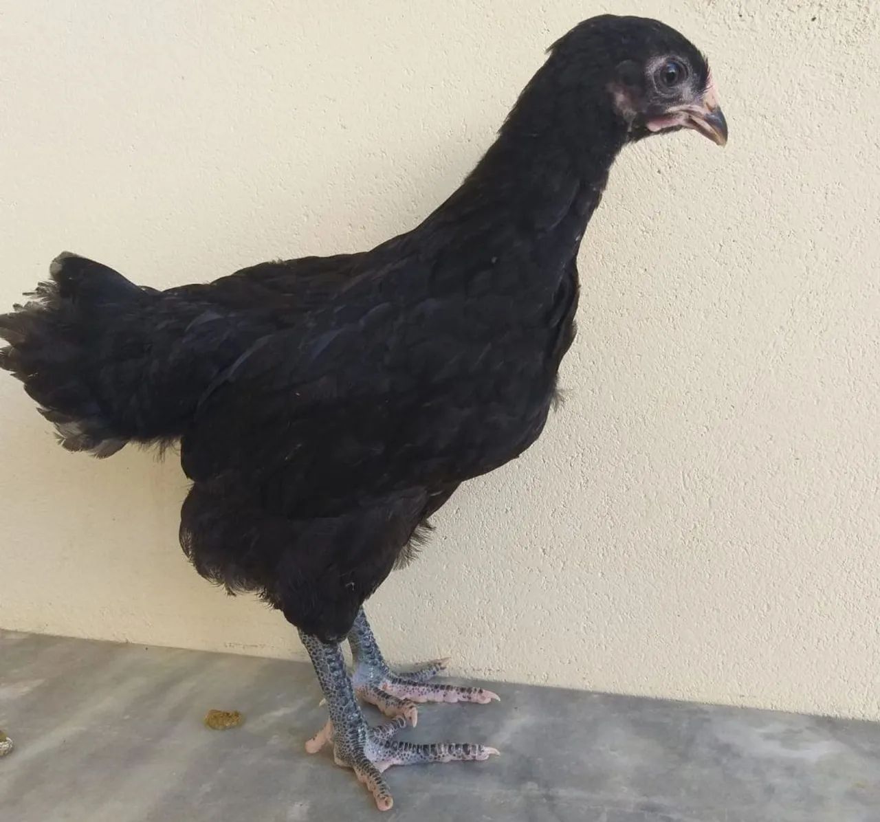 Pintos Gigante Negro de Jersey disponível para venda 
