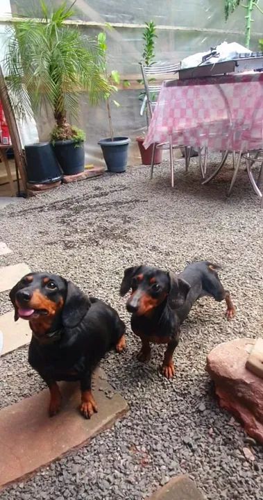 Não Castrado Linguicinha,salsicha 