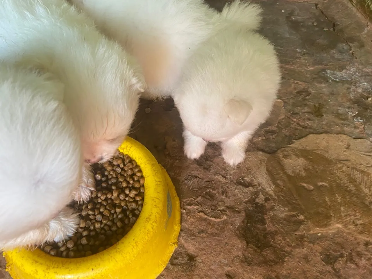 Spitz Alemão anão