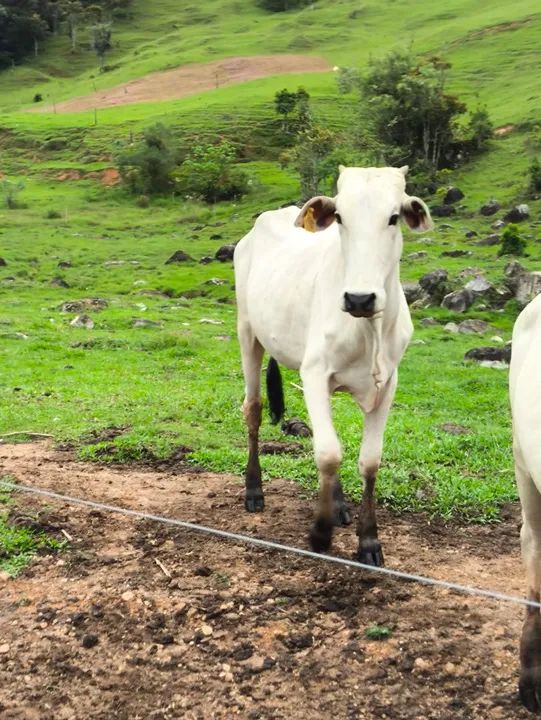 Novilha Nelore - Foto 5