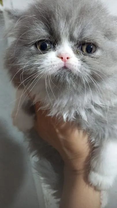 Persas encantadores  - Foto 6