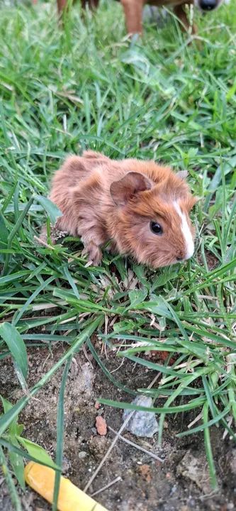 Porquinho da india absinio
