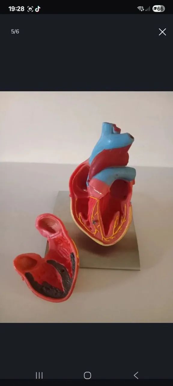 Modelo anatômico do coração humano - Foto 5