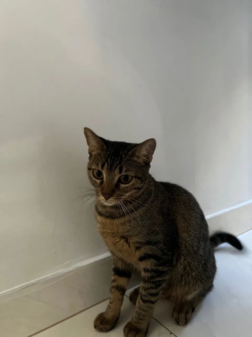 gato femea 4 meses  - Foto 2