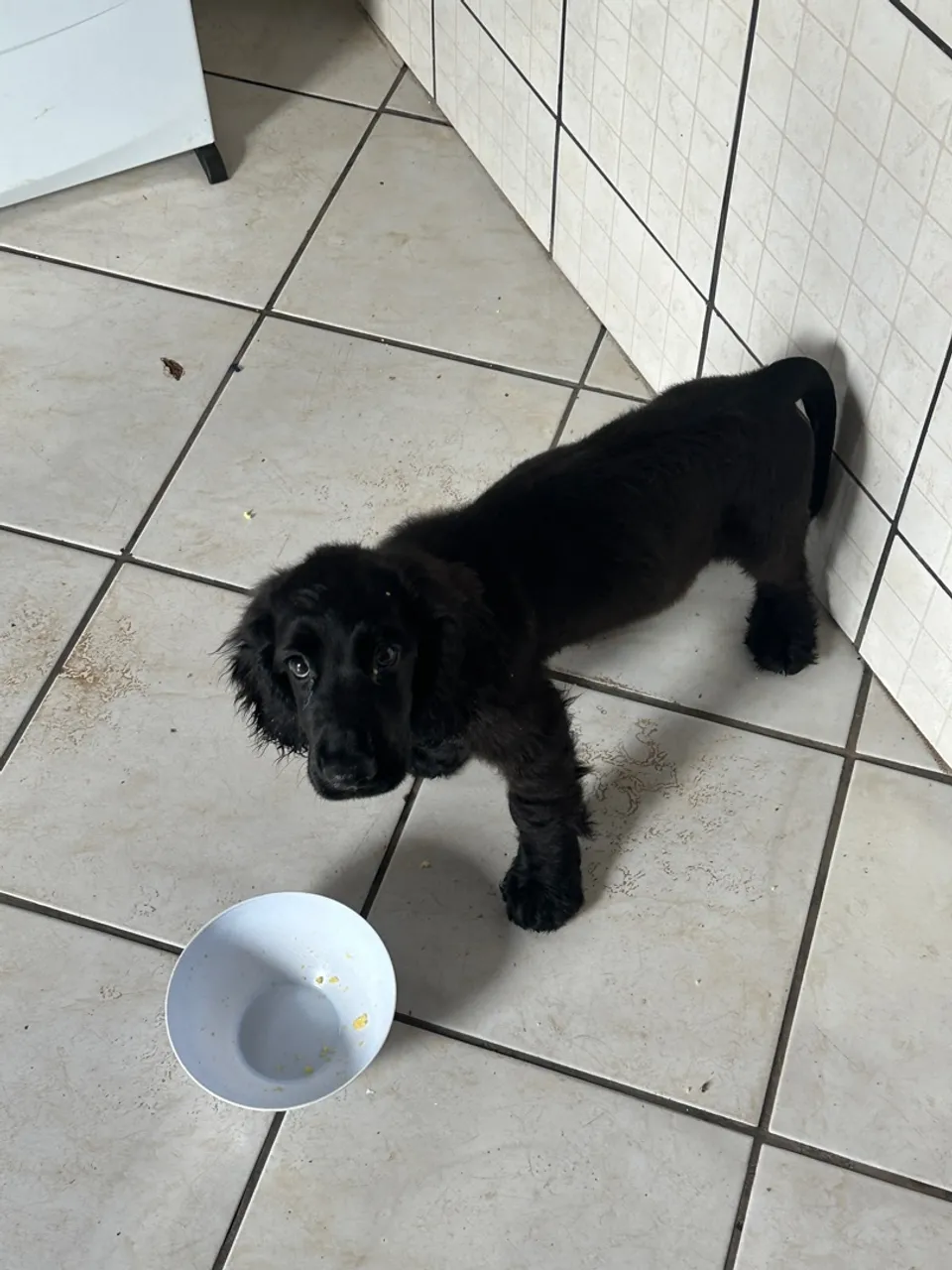 Cocker Spaniel Inglês