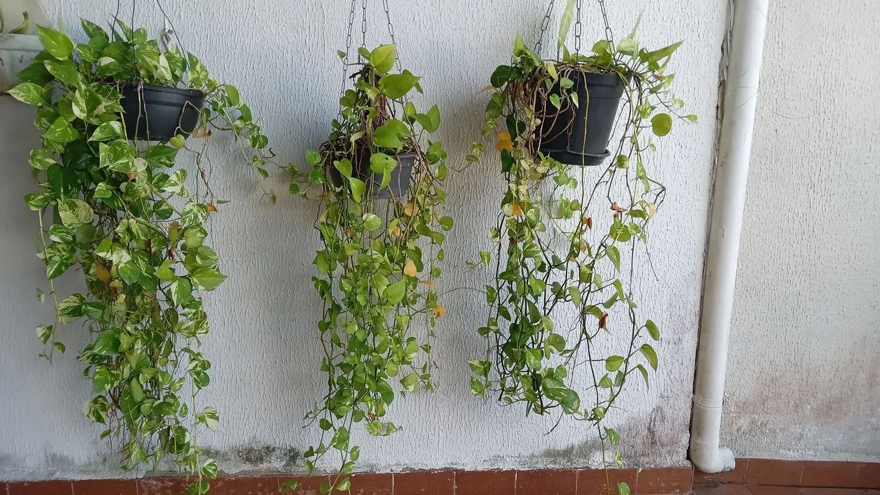 3 Plantas de Jade Penduradas