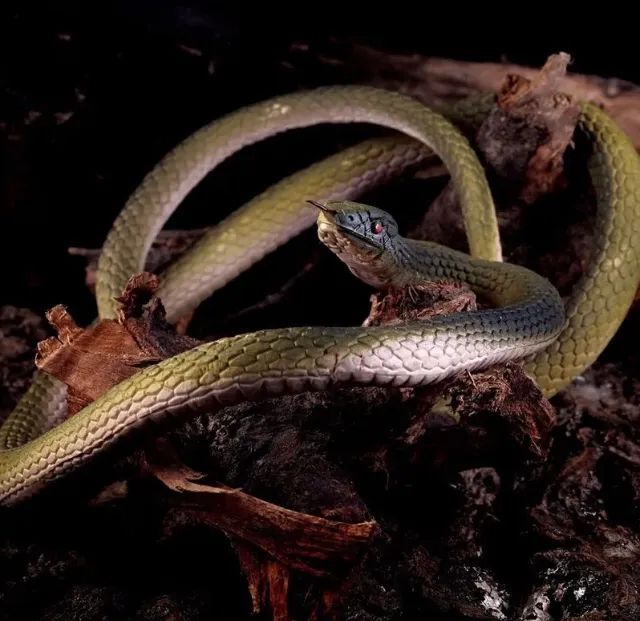 Cobra Serpente Verde Longa De Borracha Natural World - Foto 4