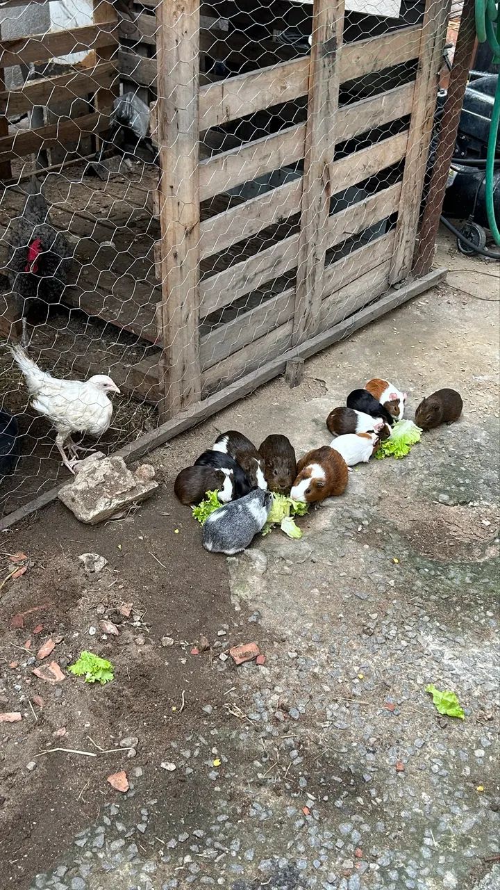 Prea 63824582016257120