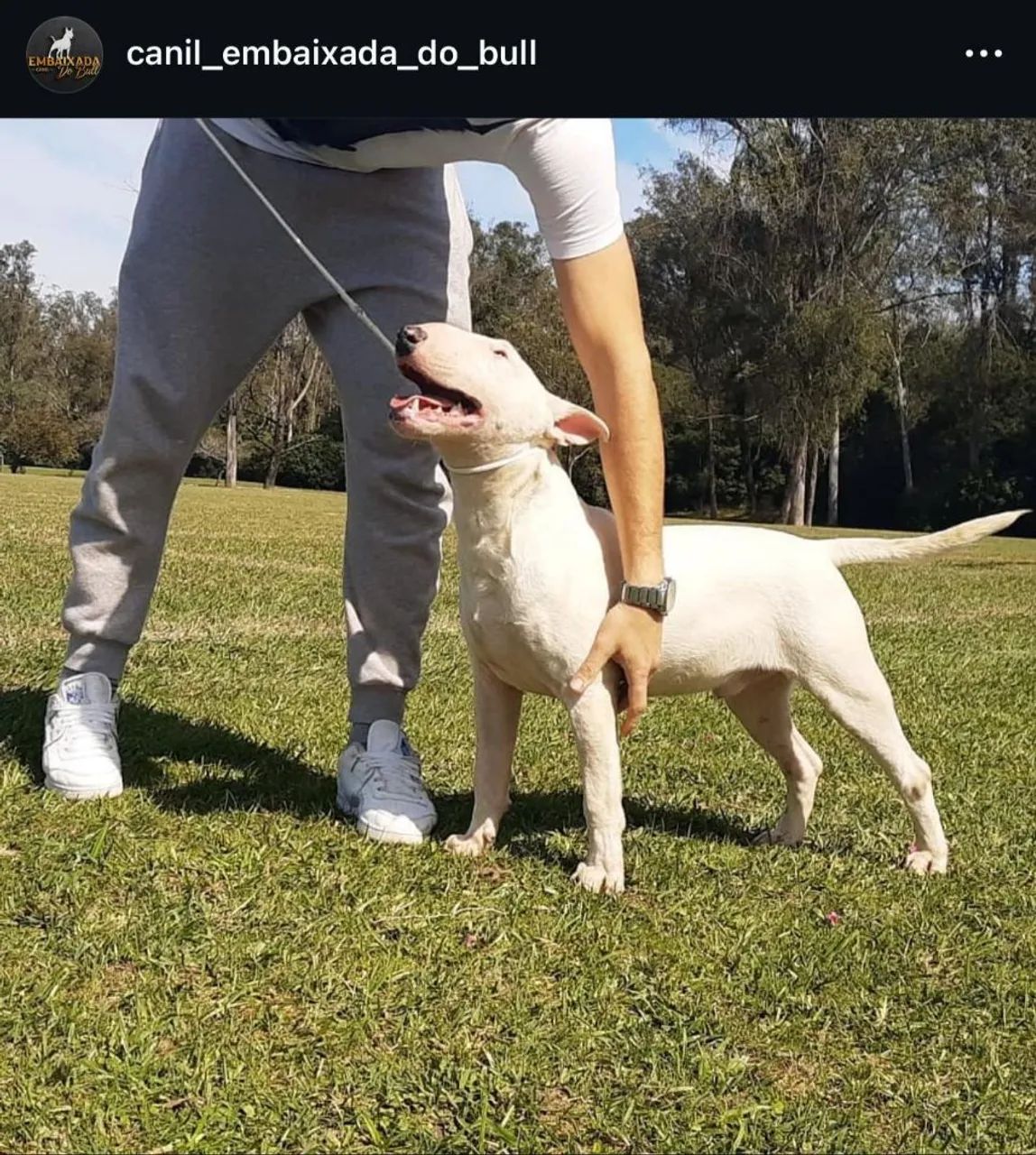 Bullterier -Bebês fêmeas disponíveis p/ reserva!   - Foto 4