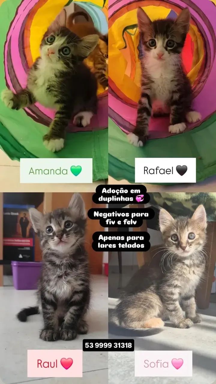 Gatinhos para adoção conjunta