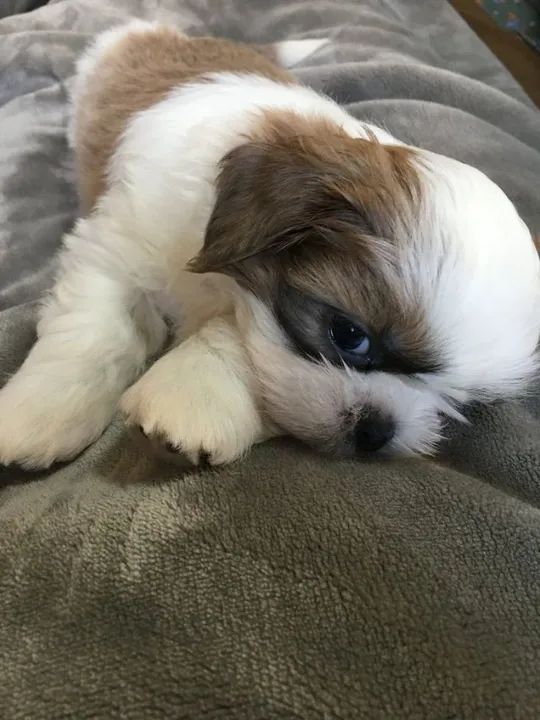 Shih Tzu 