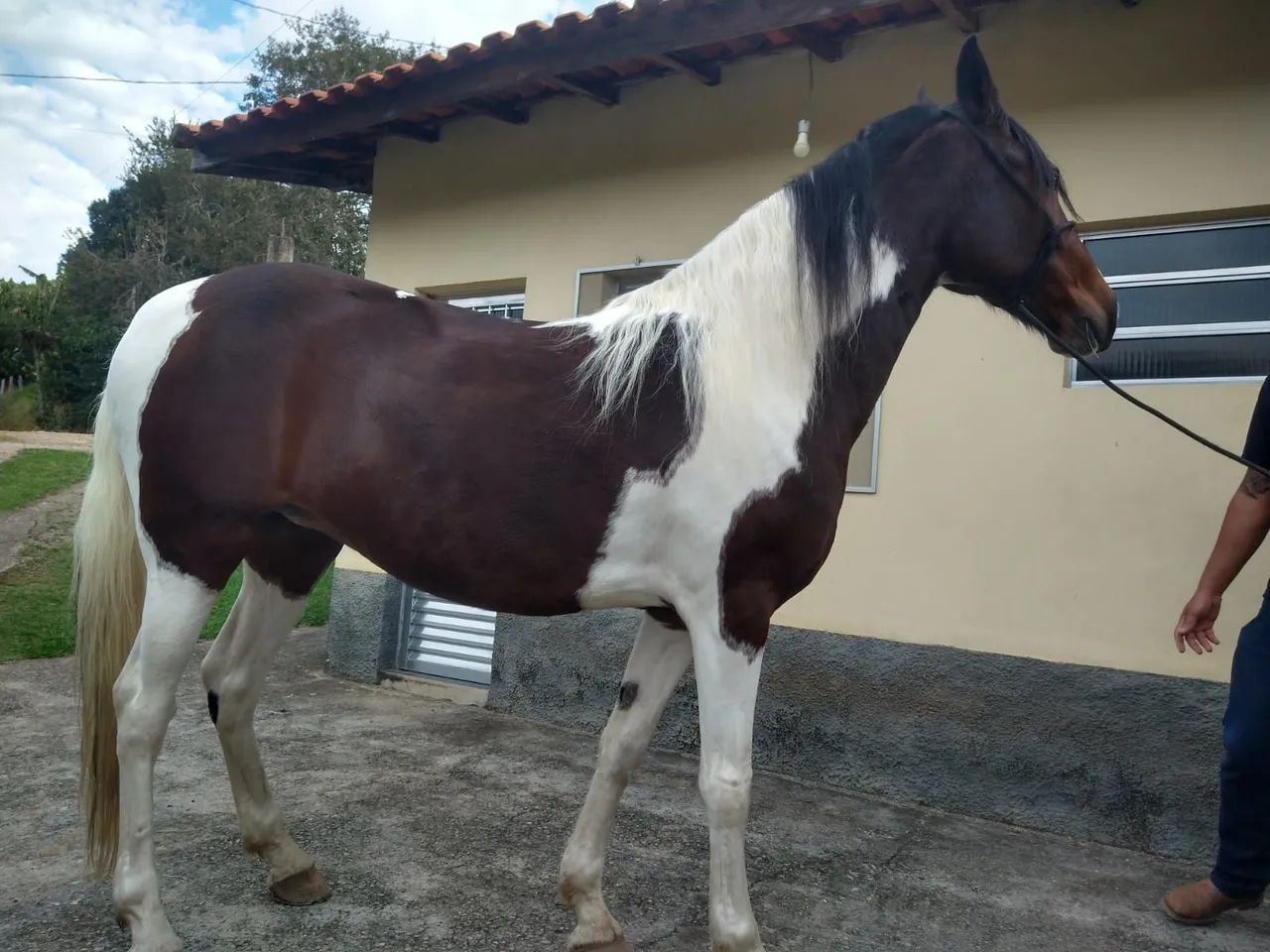 Egua mangalarga-troco
