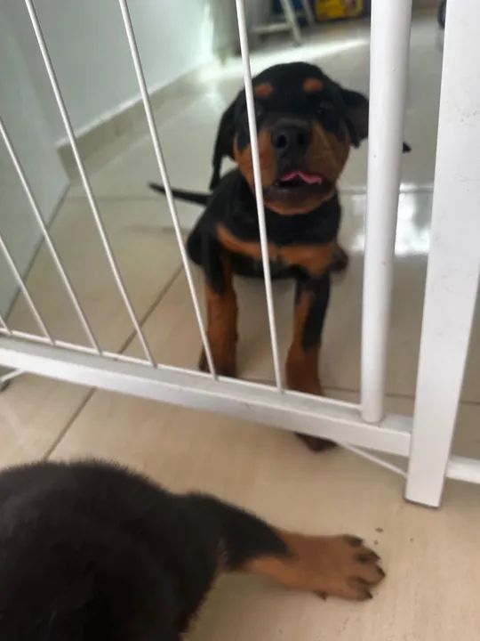 Filhote Rottweiler - Foto 3