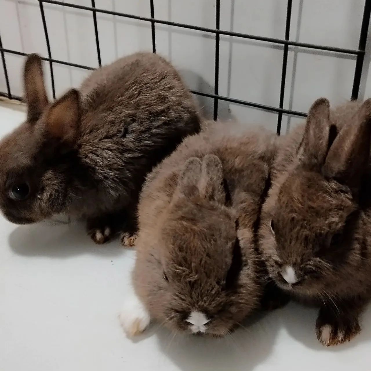 Criatório Roedores e Cia (coelhos anão Netherland disponíveis) - Foto 2