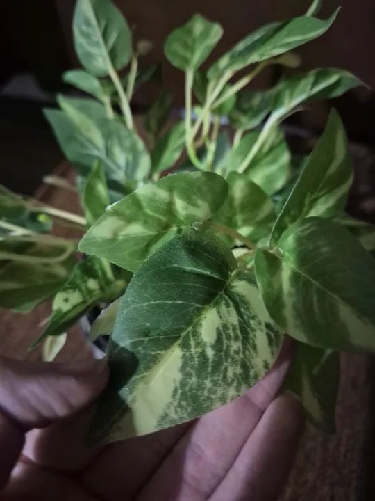 Vaso decorativo com planta artificial novo - Foto 4