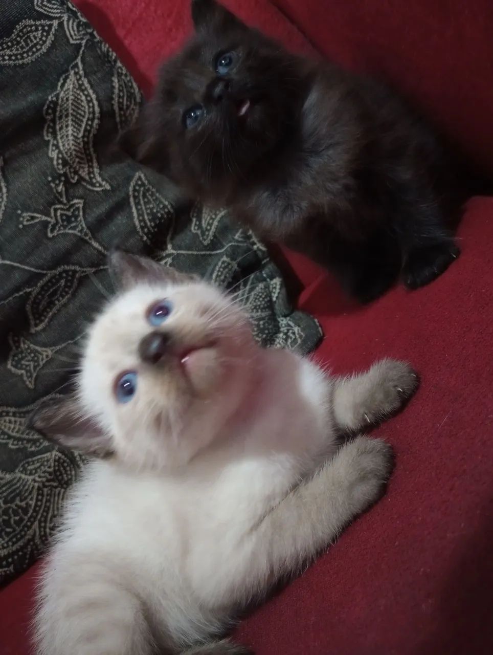 Gatinhos fofos Raça Bombaim 