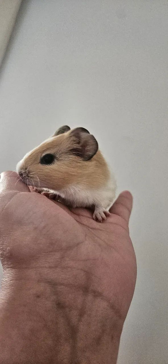 Porquinho da india  - Foto 4