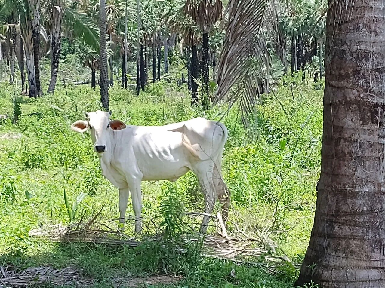 Garrotas de recria  - Foto 2