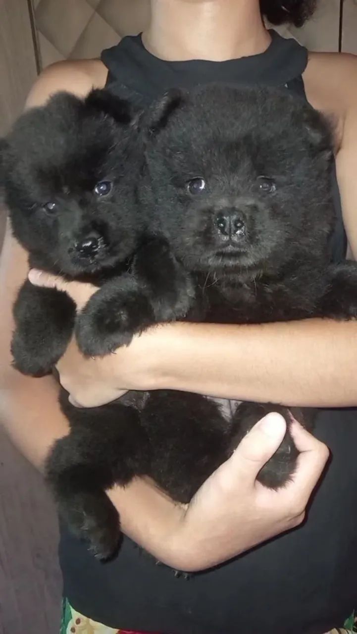 Lindos Filhotes Chow Chow - Foto 2