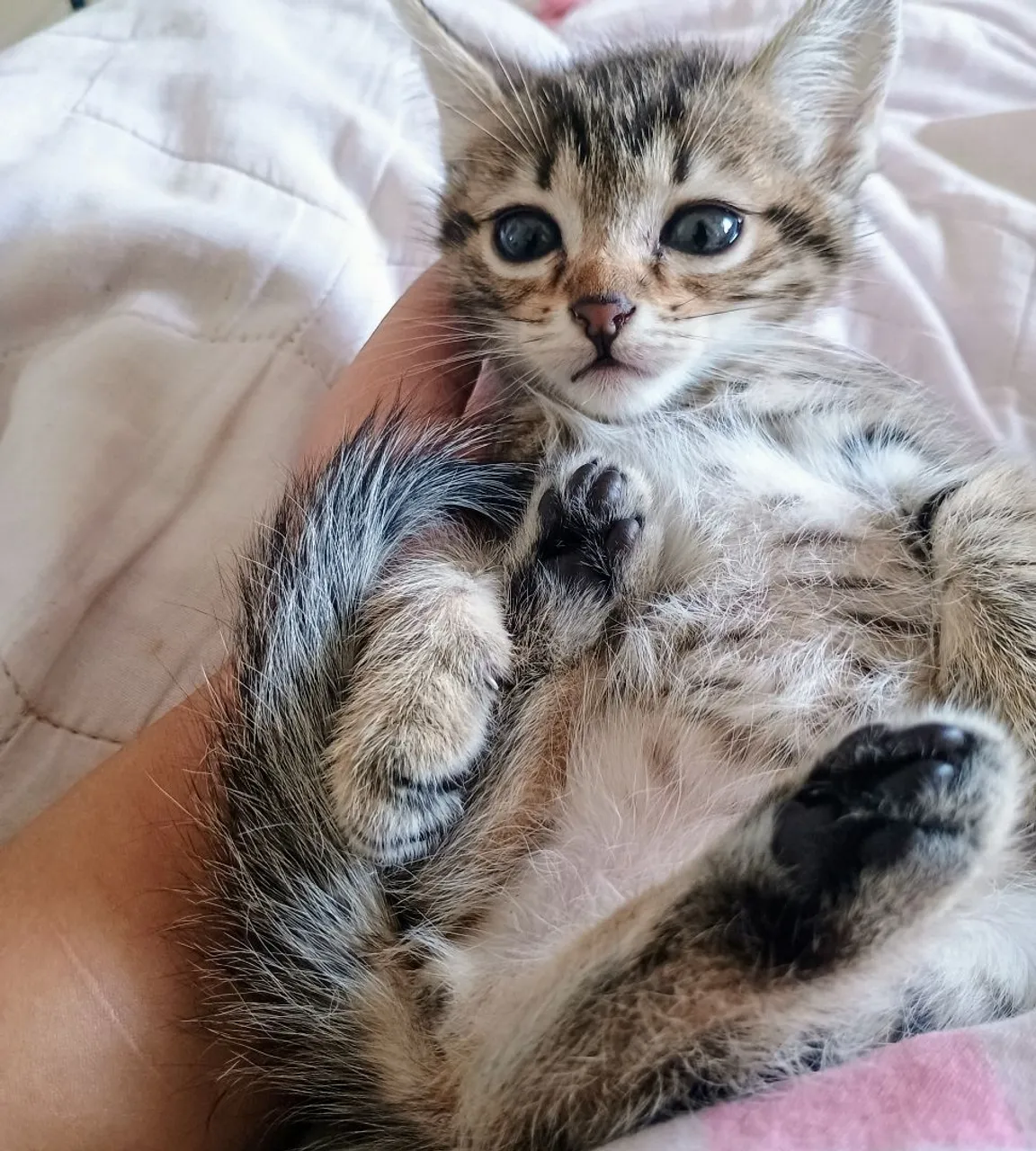 ? Doação de filhotes de gatos-São José dos Campos ?