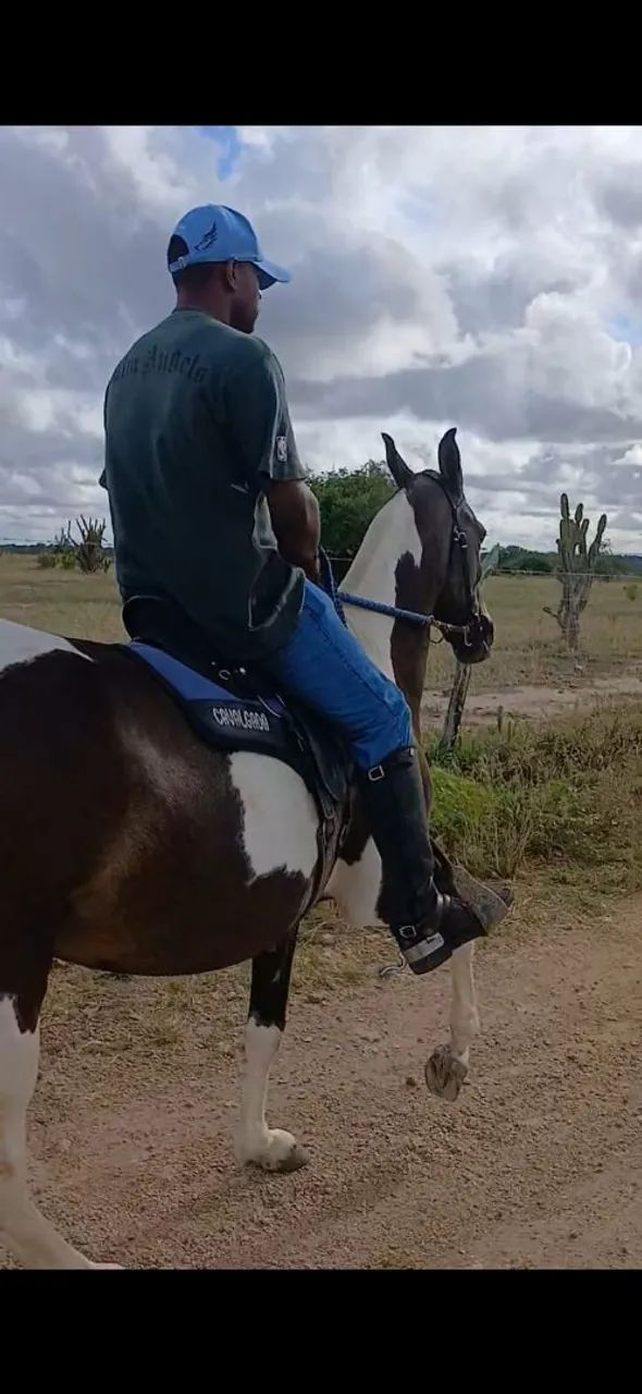 Egua MM Pampa de Preto Sem RG