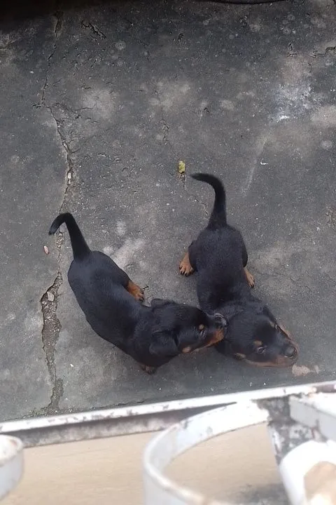 Filhotes de Rottweiler para venda ainda 2 disponíveis 