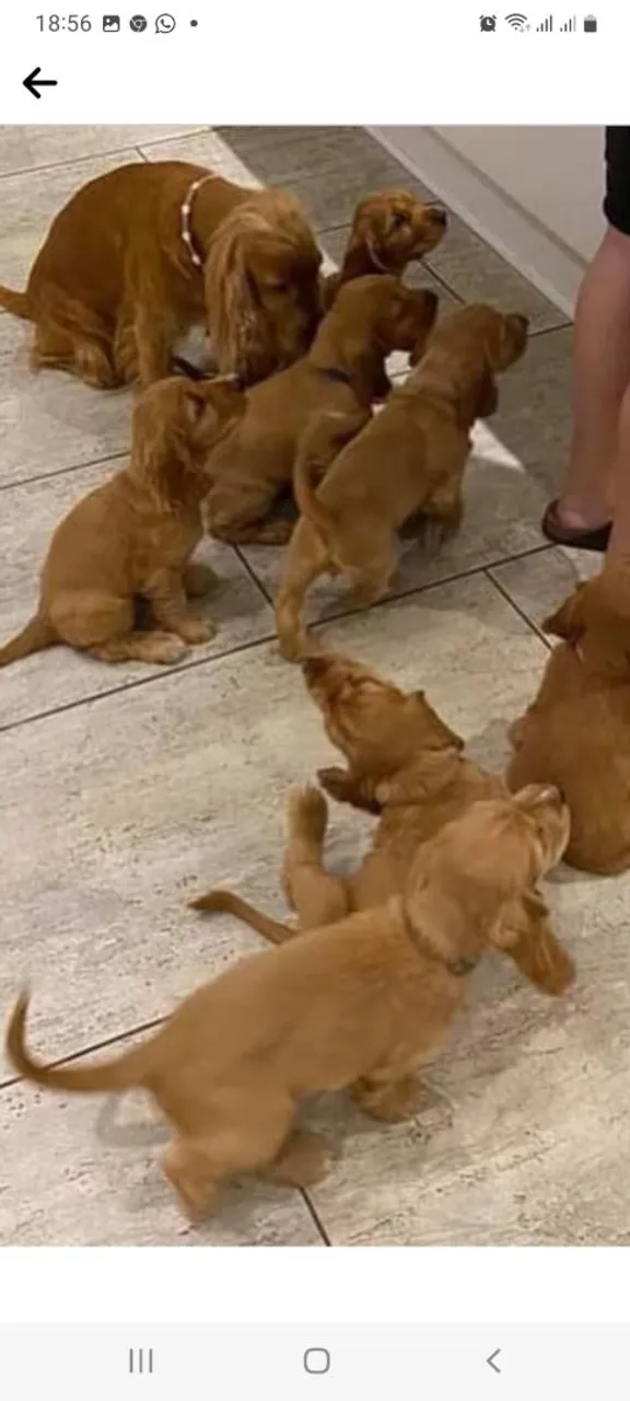Filhotes de Cocker Spaniel Inglês disponíveis