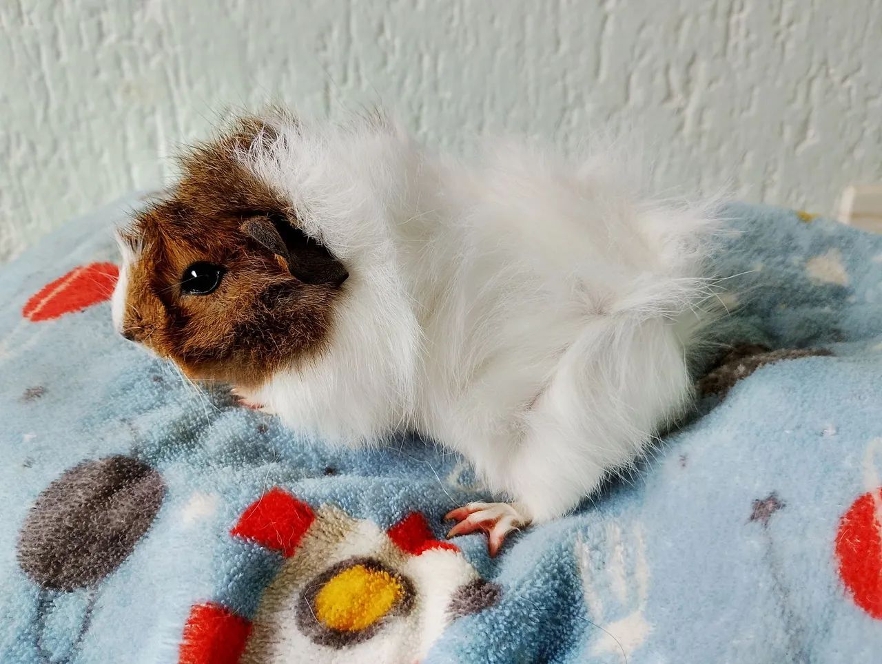 Porquinho da índia abissínio 