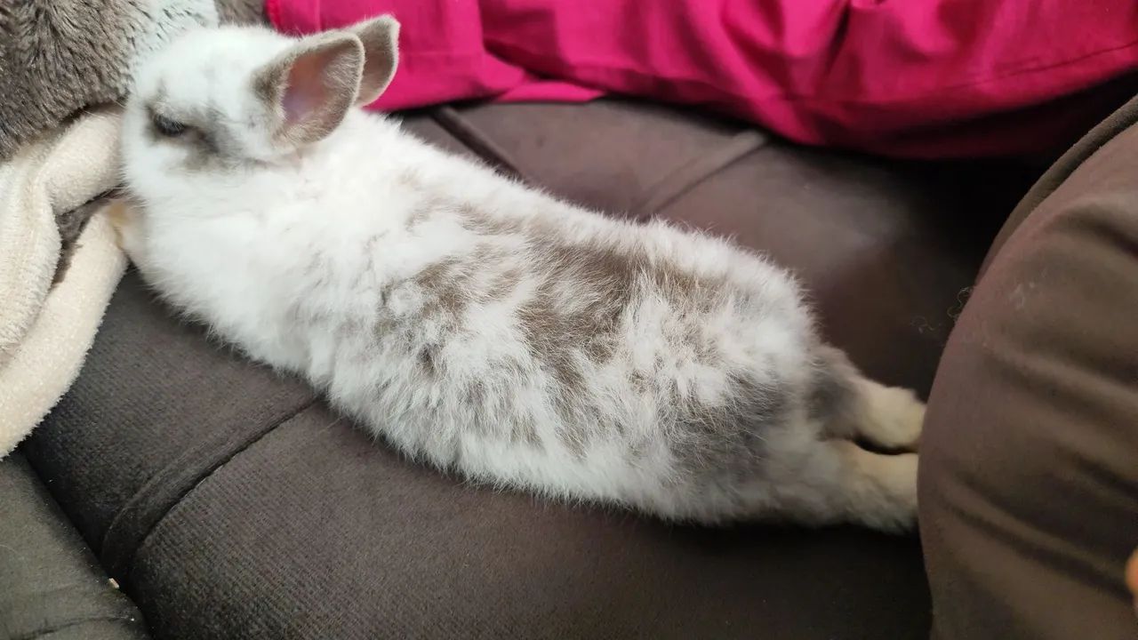 Coelhinho Mini Netherland Dwarf - Foto 3