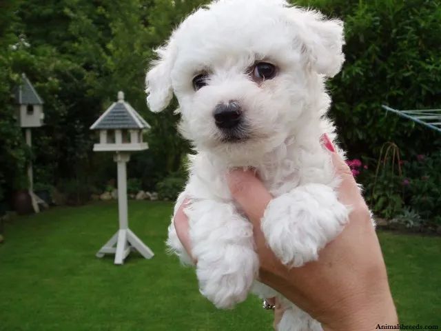 Dócil Bichon Frisé disponíveis 