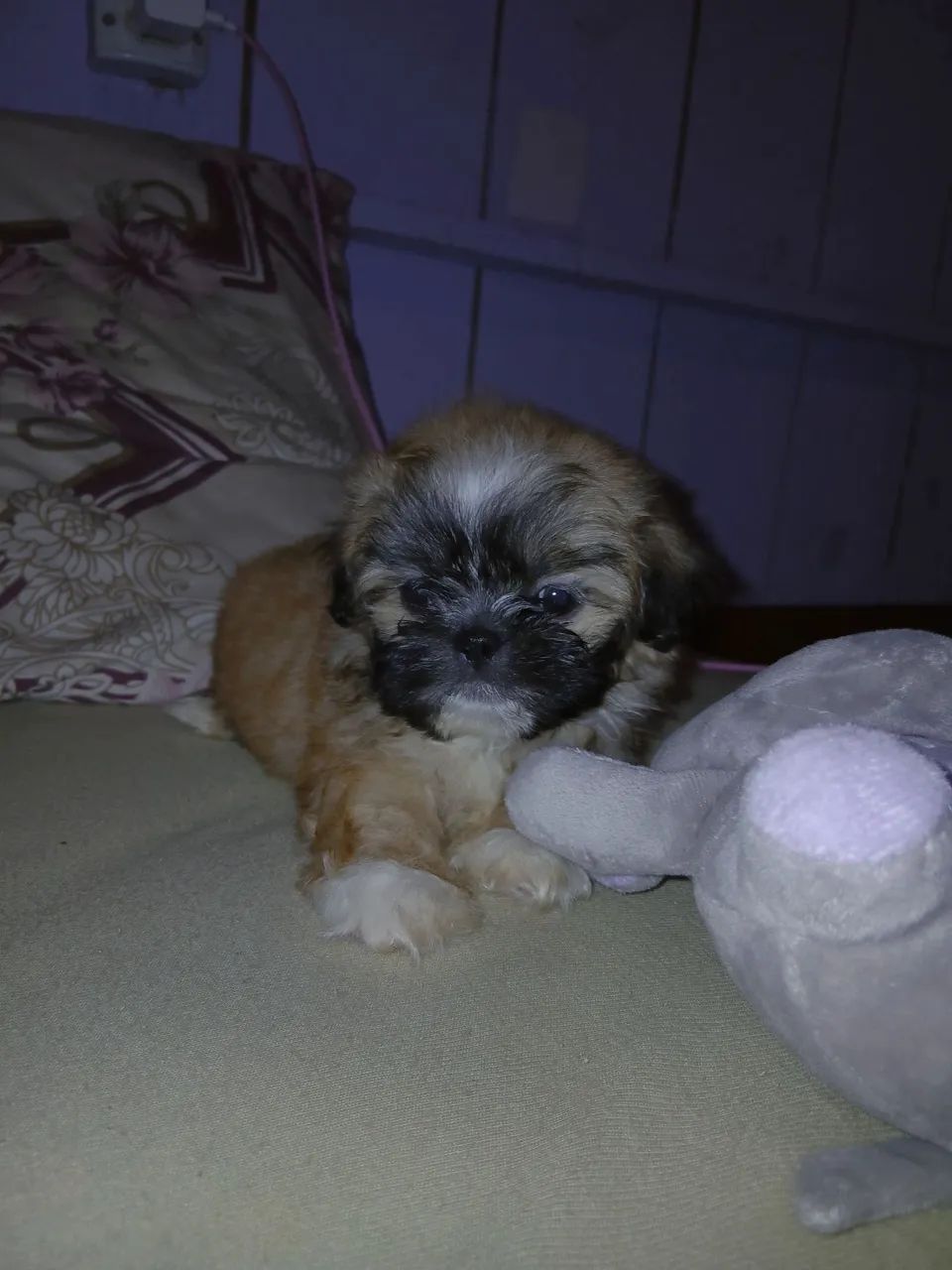 Vendo filhote macho shihtzu - Foto 2