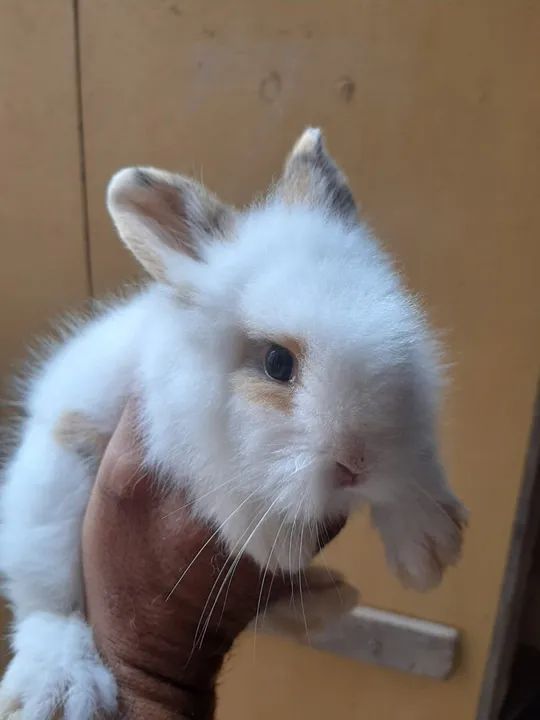 Vende-se filhote de coelho Lion puro