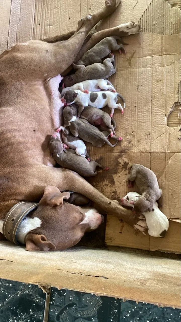 Pitbulls puros. Reserve o seu.