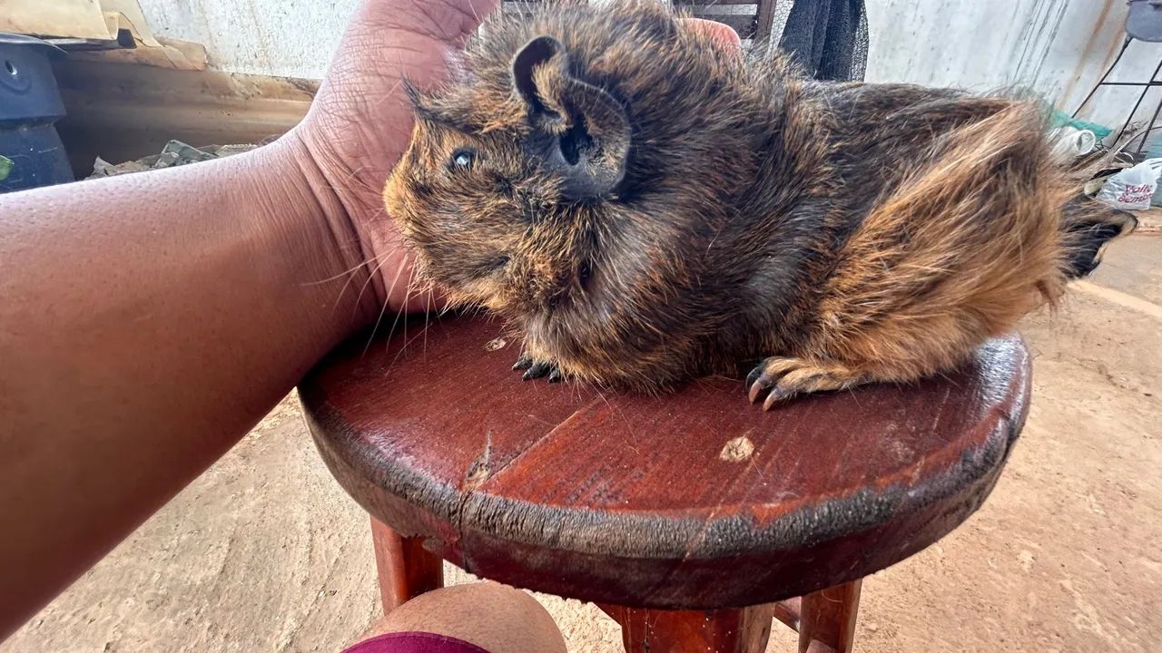 Porquinho da índia Prear  - Foto 3