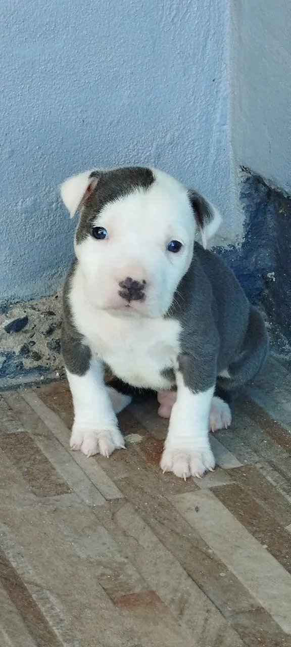Filhote de Pitbull Macho - Pelagem Exclusiva PROMOÇÃO SÓ HOJE