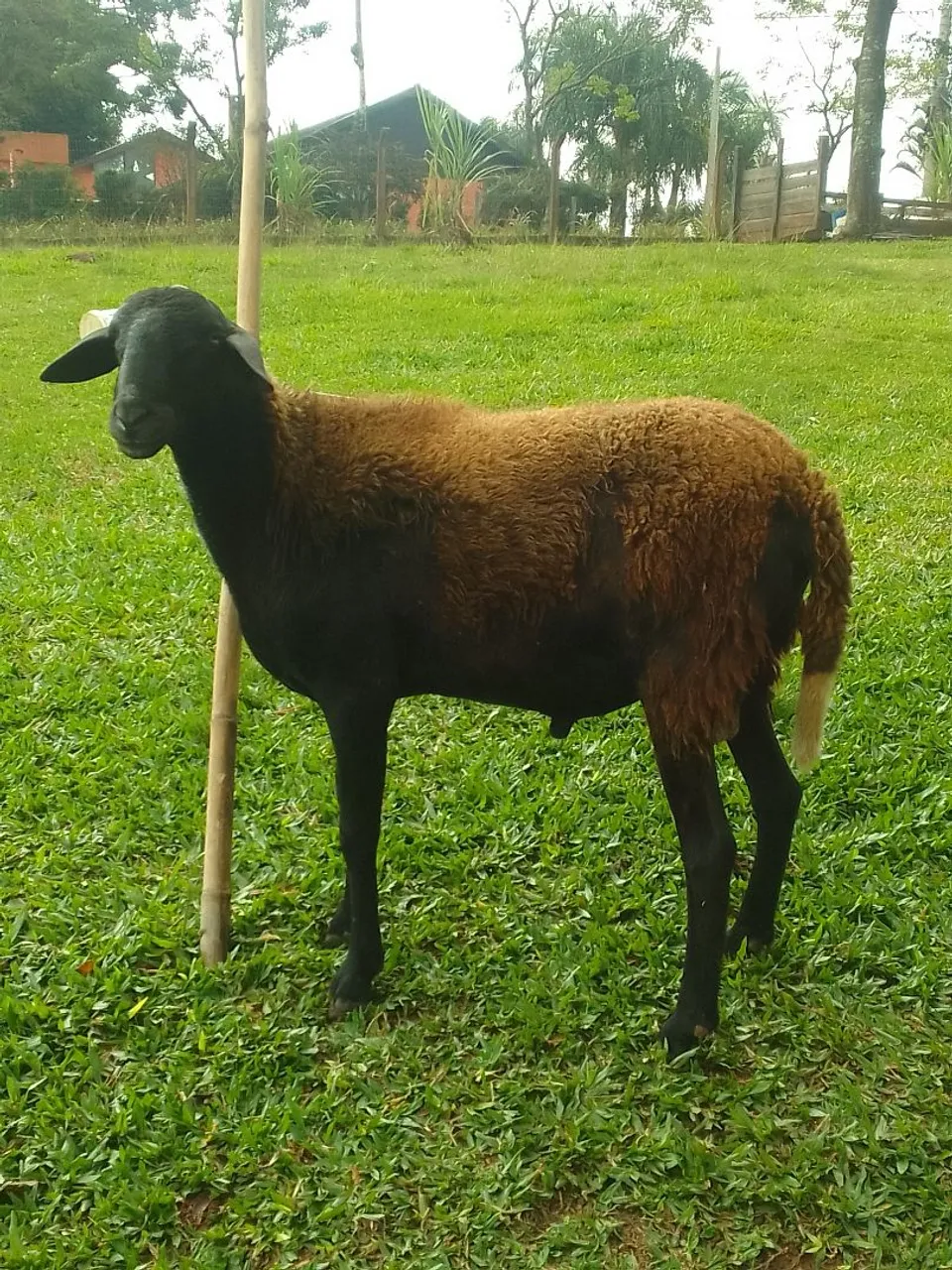 Carneiro - Santa Inês