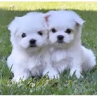 Maltês  sua casa é pequena , uma ótima raça 