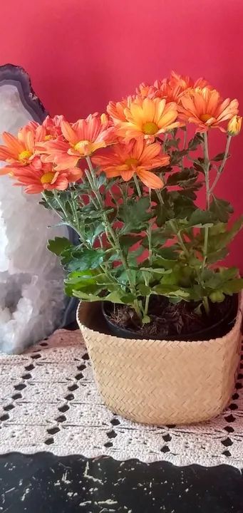 Orquídeas Antúrios lírios Crisântemos  - Foto 6