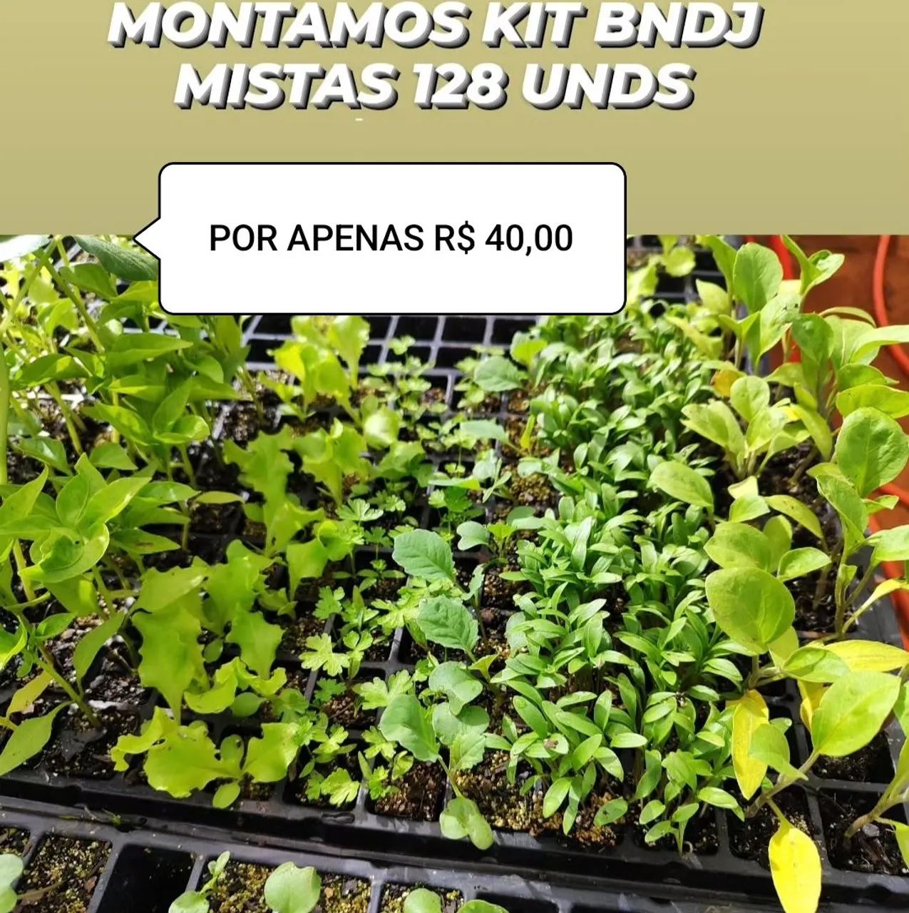  HORTALIÇAS  - Foto 2