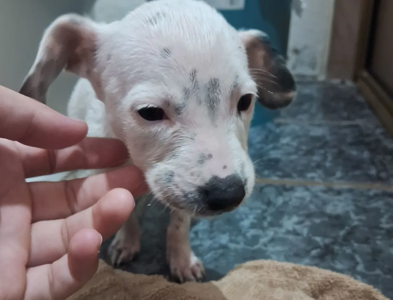 Filhote de cachorro disponível para adoção