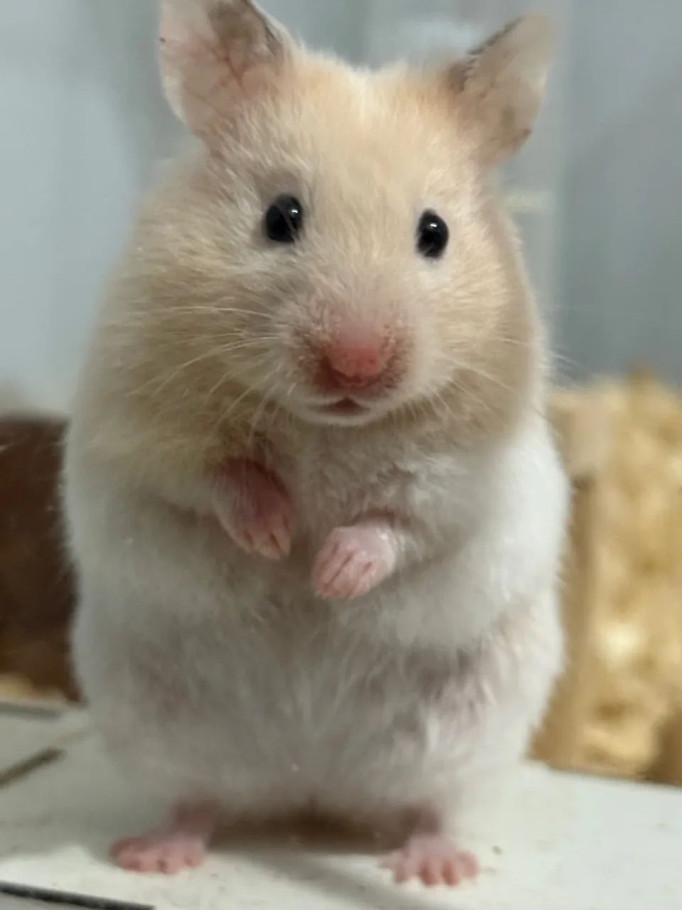 Hamster Sírio Albino - Filhote - Foto 2